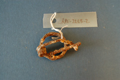 Anella de granada
